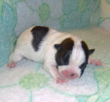 Boston Terrier Puppies for Sale